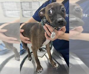 Chihuahua-Unknown Mix Dogs for adoption in Forestville, MD, USA