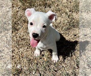 Bullboxer Pit Dogs for adoption in San Antonio, TX, USA