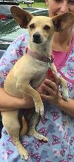 Chiweenie Dogs for adoption in Bellbrook, OH, USA