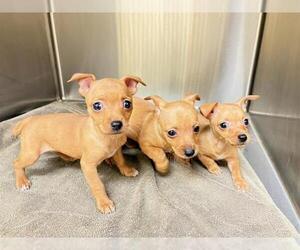 Chihuahua-Unknown Mix Dogs for adoption in Orange, CA, USA