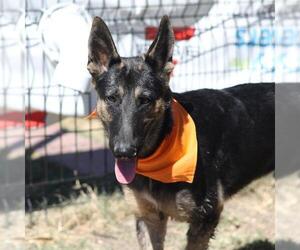 German Shepherd Dog-Unknown Mix Dogs for adoption in San Antonio, TX, USA