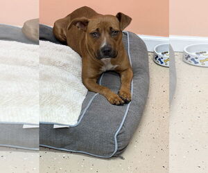 Boxer-Unknown Mix Dogs for adoption in York, SC, USA