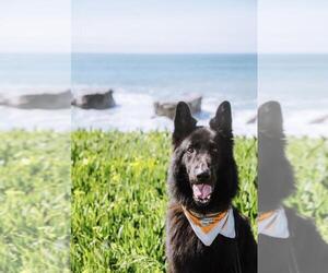 German Shepherd Dog Dogs for adoption in Fremont, CA, USA