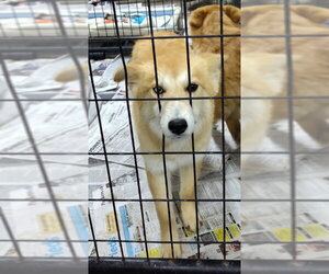 Shiba Inu-Siberian Husky Mix Dogs for adoption in Mukwonago, WI, USA