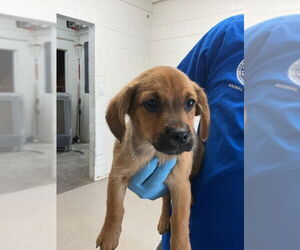 Mutt Dogs for adoption in San Bernardino, CA, USA