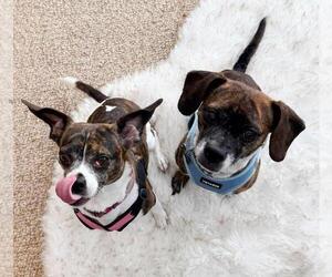 Beagle-Unknown Mix Dogs for adoption in Rootstown, OH, USA