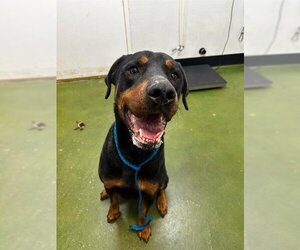 Rottweiler Dogs for adoption in Fruit Heights, UT, USA