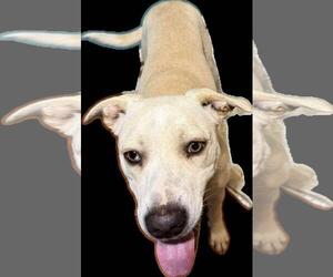 Labrador Retriever-Unknown Mix Dogs for adoption in Coldwater, MI, USA