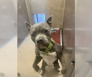 American Pit Bull Terrier-Unknown Mix Dogs for adoption in Oskaloosa, IA, USA