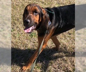 Bloodhound Dogs for adoption in Glenwood, GA, USA