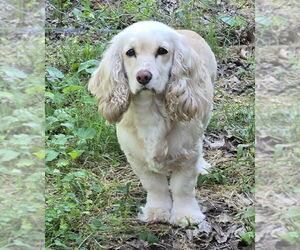 Cocker Spaniel Dogs for adoption in Harrison, AR, USA