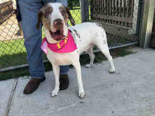 Catahoula Leopard Dog Dogs for adoption in Houston, TX, USA