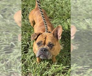 French Bulldog-Unknown Mix Dogs for adoption in Fort Lauderdale, FL, USA