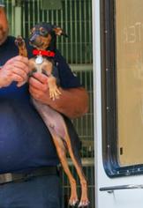 Miniature Pinscher Dogs for adoption in Woodside, NY, USA