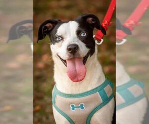 Border-Aussie Dogs for adoption in Johnson City, TN, USA