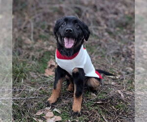 Mutt Dogs for adoption in Vail, AZ, USA