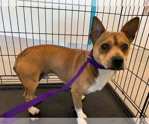 Chihuahua-Unknown Mix Dogs for adoption in Rancho Cucamonga, CA, USA