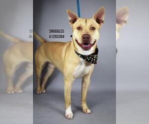 Mutt Dogs for adoption in Bakersfield, CA, USA