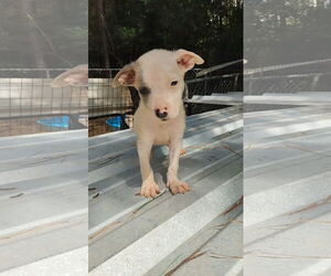 Dachshund-Unknown Mix Dogs for adoption in Prentiss, MS, USA