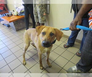 Shepradors Dogs for adoption in Ocala, FL, USA