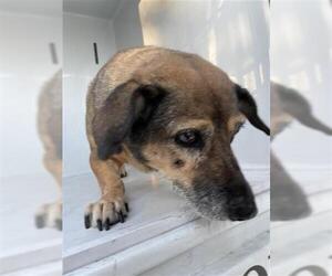 Dachshund-Unknown Mix Dogs for adoption in Houston, TX, USA