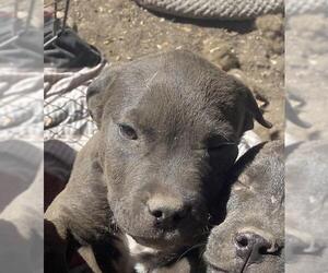 American Staffordshire Terrier Dogs for adoption in San Antonio, TX, USA