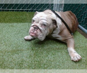 Bulldog Dogs for adoption in Downey, CA, USA