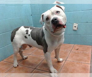 American Pit Bull Terrier-Unknown Mix Dogs for adoption in Downey, CA, USA