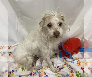 Norfolk Terrier-Unknown Mix Dogs for adoption in Modesto, CA, USA