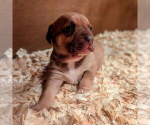 Mutt Dogs for adoption in Vail, AZ, USA
