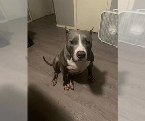 American Staffordshire Terrier-Unknown Mix Dogs for adoption in San Antonio, TX, USA