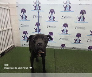 Boxer-Bullmastiff Mix Dogs for adoption in Orlando, FL, USA