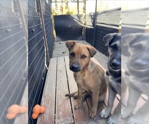 Golden Shepherd Dogs for adoption in Frisco, CO, USA