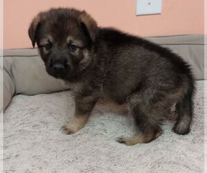 German Shepherd Dog-Huskies Mix Dogs for adoption in York, SC, USA