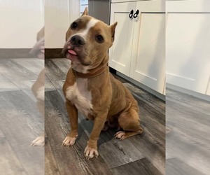 American Pit Bull Terrier Dogs for adoption in MIDWAY, UT, USA