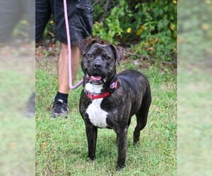 American Bandogge mastiff Dogs for adoption in Glen Allen, VA, USA