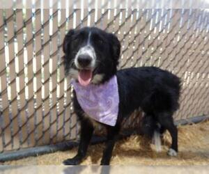 Border Collie Dogs for adoption in Norco, CA, USA