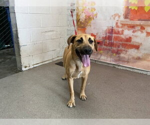 German Shepherd Dog-Unknown Mix Dogs for adoption in San Bernardino, CA, USA