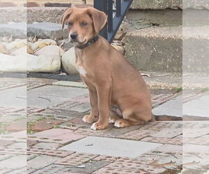 Shepradors Dogs for adoption in Chester, VA, USA