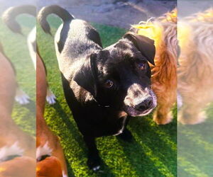 Chihuahua Dogs for adoption in Fallbrook, CA, USA