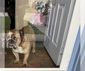 Bulldog Dogs for adoption in Houston, TX, USA