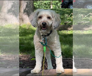 Poodle (Miniature) Dogs for adoption in Westminster, MD, USA