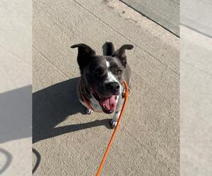 American Pit Bull Terrier-Unknown Mix Dogs for adoption in Brighton, CO, USA