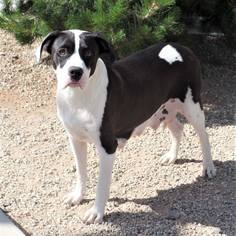 Boxador Dogs for adoption in Olalla, WA, USA