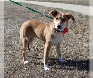 Collie-Labrador Retriever Mix Dogs for adoption in Arlington, TX, USA