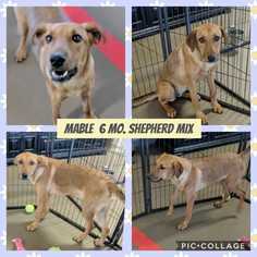 Medium Photo #1 Labrador Retriever-Unknown Mix Puppy For Sale in Mesa, AZ, USA
