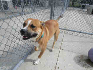 Boxer-Staffordshire Bull Terrier Mix Dogs for adoption in Bowling Green, OH, USA