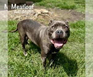 Staffordshire Bull Terrier-Unknown Mix Dogs for adoption in Conroe, TX, USA