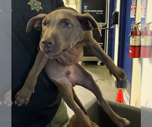 Mutt Dogs for adoption in Bakersfield, CA, USA