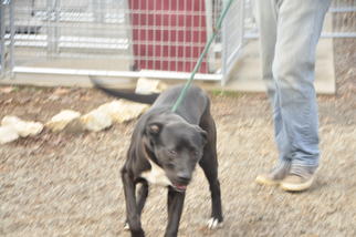 Labrador Retriever-Unknown Mix Dogs for adoption in Marble, NC, USA
